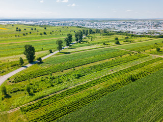 Fototapeta na wymiar Aerial Drone View Of Green Agricultural Parcel Fields