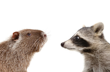 Portrait of funny nutria and raccoon, closeup, profile, isolated on white background
