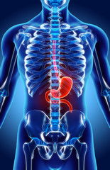 3D illustration of Stomach.