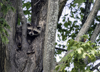Racoon in a Maple Tree