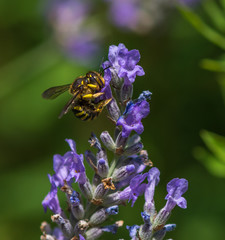 Wasp in the garden on a hot day