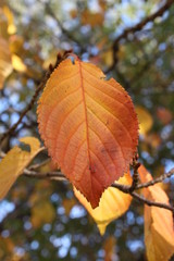 Fall Foliage Orange Leaf