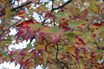 Fall Foliage Tree With Green and Red Leaves