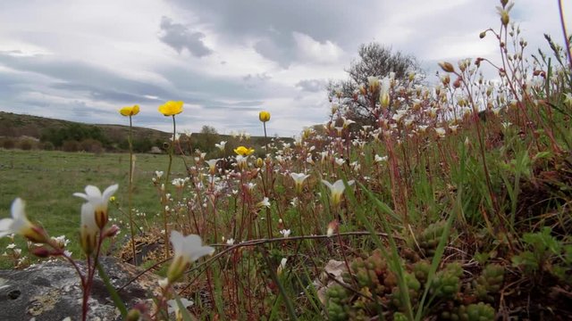 Detalle de flores silvestres de color blanco ( Saxifraga ) y amarillo ( Ranunculus ) meciendose con el viento, en un pedregal, en la pradera, en primavera
