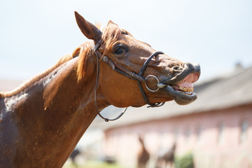 Fototapeta premium Sorrel horse gives a smile. Funny horse portrait at farm