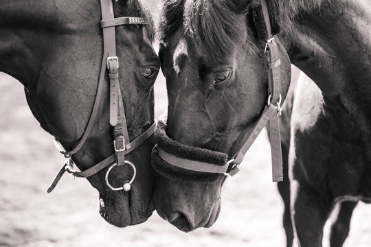 Two horses touching noses each other. Black and white friendship image