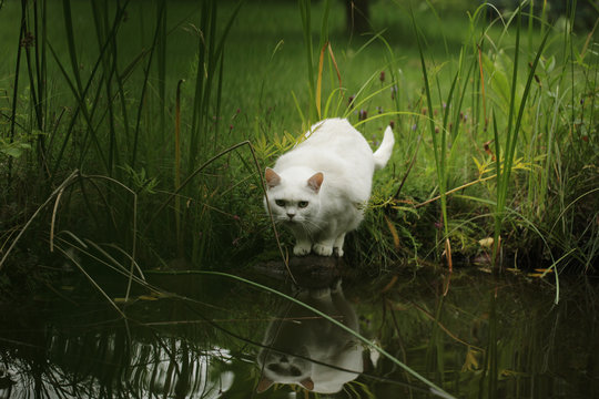 cute white cat on a stone near water pond