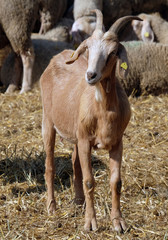 Junger Ziegenbock