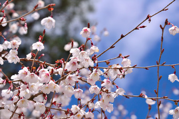 マメザクラの花