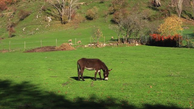 Burro Pastando en un Prado Verde con Ovejas
