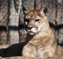 Puma serious close-up at the sun