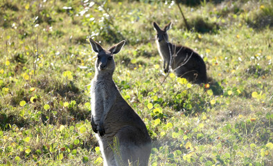 Kangaroos in the morning sun