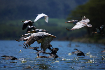 pelican