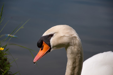 Fototapeta premium Schwan