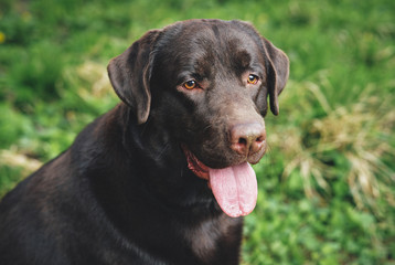 A dog, a labrador walks in the backyard, animals, pets