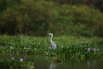 stork