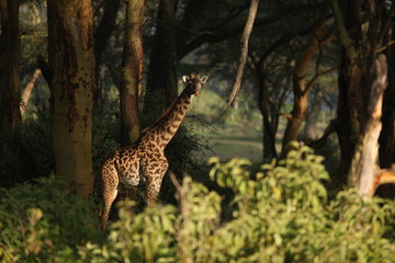 giraffe