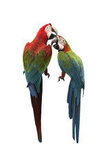 Red and green macaw + Harlequin macaw isolated on white background ,lovely birds