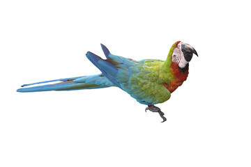 Harlequin macaw isolated on white background