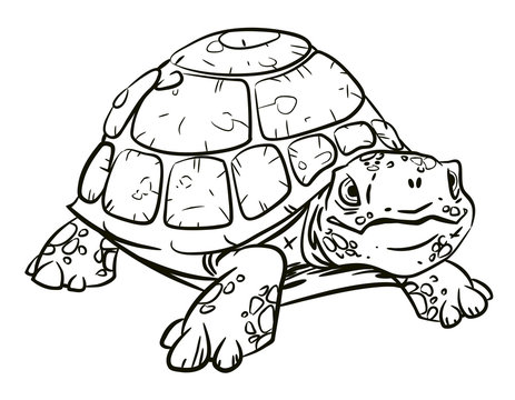 Cartoon image of turtle. An artistic freehand picture.