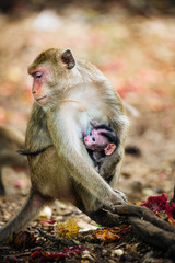 Long tail macaque monkey