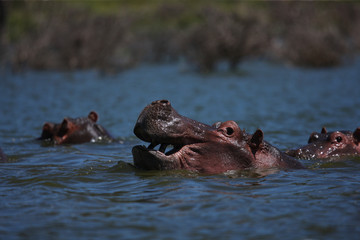 hippo