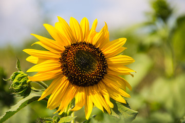 Decorative sunflower against blue sky