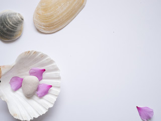 FLOWER SHELLS AND STONE