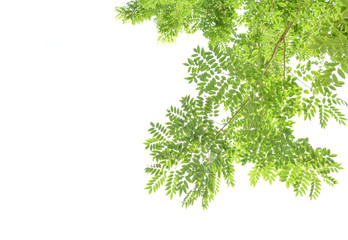 Green leaves on a white background