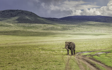 Elephant walking alone, Serengeti, Tanzania
