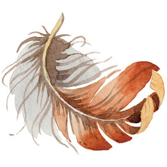 Watercolor bird feather from wing isolated. Aquarelle wild flower for background, texture, wrapper pattern, frame or border.