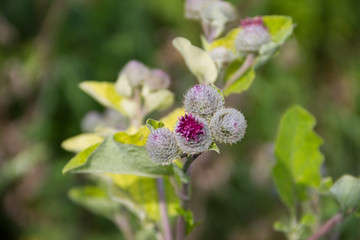 Blooming burdock (Arctium lappa)