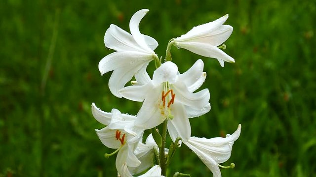 Flowering cream Hemerocalis - Daliilli and Lilium - aromatic cream Large drops of rain. Slow motion.