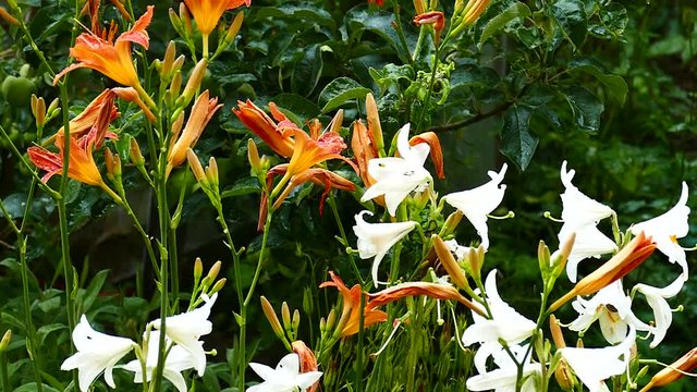 Flowering cream Hemerocalis - Daliilli and Lilium - aromatic cream Large drops of rain. Slow motion.