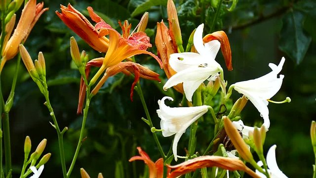 Flowering cream Hemerocalis - Daliilli and Lilium - aromatic cream Large drops of rain. Slow motion.