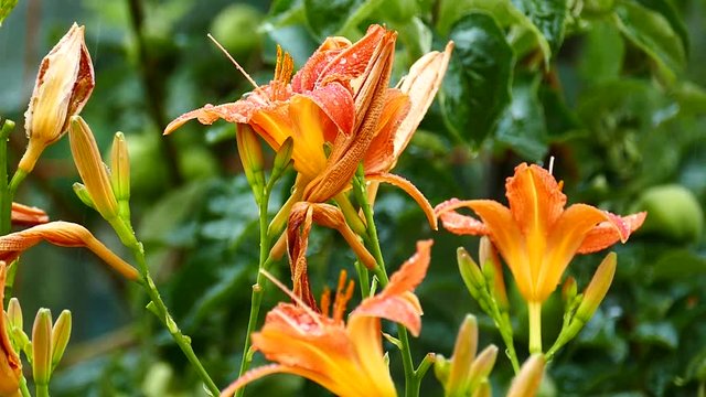 Flowering cream Hemerocalis - Daliilli and Lilium - aromatic cream Large drops of rain. Slow motion.