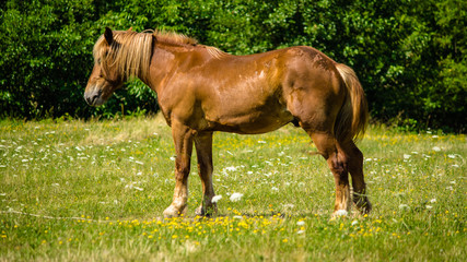 Horse on the meadow.