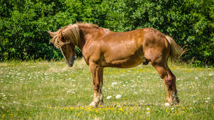 Horse on the meadow.