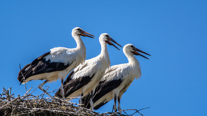 A family of storks in a nest.