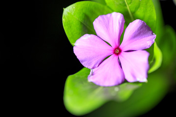 Periwinkle Flower