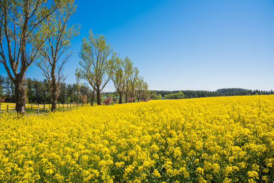 絶景、菜の花畑と並木道 / 下北半島の菜の花畑の中を通る並木道、桜も咲いて絶妙なコントラストを見せる。５月の初旬に菜の花は満開となる。