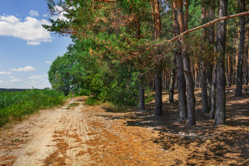 Road at the edge of the forest