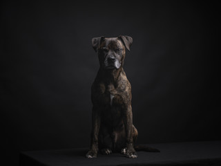 Boxer Staffordshire Hund
