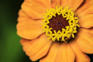 Zinnia Flower