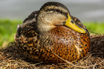 Ente