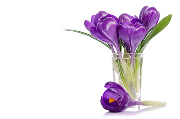 bouquet from crocus flowers in vase isolated on white