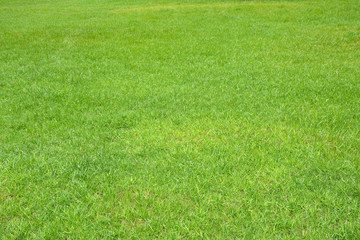 Green grass background