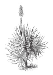 Aloe vera (medicinal plant) - Vintage illustration