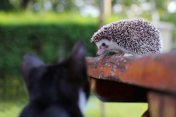 Kitten and hedgehog © bodza2