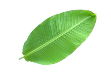 Obraz premium Banana leaves on a white background